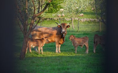 Modelización multiescalar de emisiones mediante el sistema HERMESv3