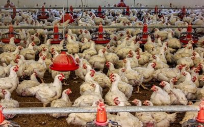 Percepciones sobre la carne que nos hacen subestimar su impacto en el cambio climático