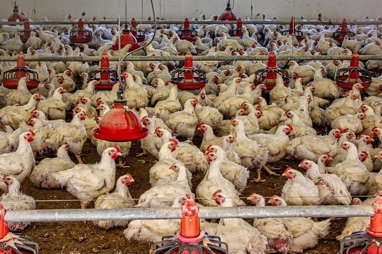 Percepciones sobre la carne que nos hacen subestimar su impacto en el cambio climático