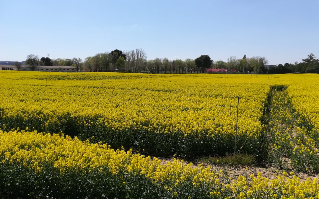 ¿Es posible reducir la huella de C por kilogramo de cosecha asociada a un cultivo de colza para biodiesel? Resultados de un ensayo en clima Mediterráneo semiárido