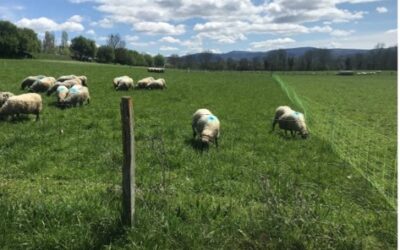 Ganadería sostenible: El pastoreo regenerativo rotacional como herramienta de mitigación al cambio climático