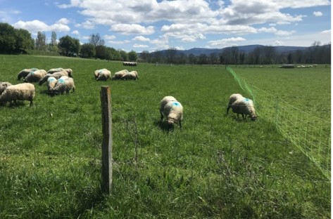 Ganadería sostenible: El pastoreo regenerativo rotacional como herramienta de mitigación al cambio climático